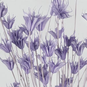 Nigelle orientalis violet clair séché naturel, feuillage en gros, bouquet de fleurs séchées, décoration d&#39;intérieur bricolage, composition florale bricolage