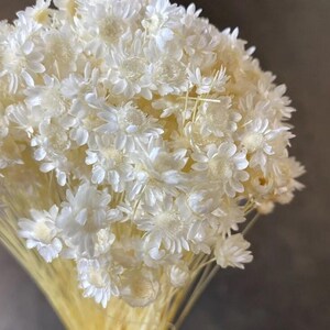 Star Flowers Imported from Europe. DIY Arrangement, Wedding Decorations, Floral Bouquet, Table Vase Arrangement