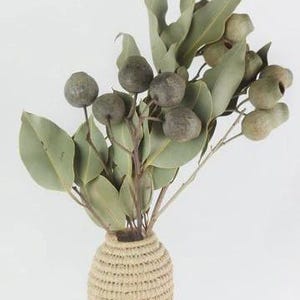Bell Gum Stem With Leaves in Natural. Dried Eucalyptus Flower, Flower ...