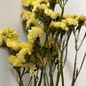 Peut inclure: Un bouquet de fleurs de statice séchées jaunes avec des tiges vertes.