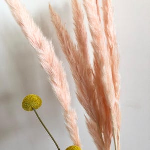 Puede incluir: Un ramo de hierba de la pampa seca de color rosa claro. Los tallos son blancos y las plumas son esponjosas. Hay dos pequeñas flores secas amarillas en la imagen.