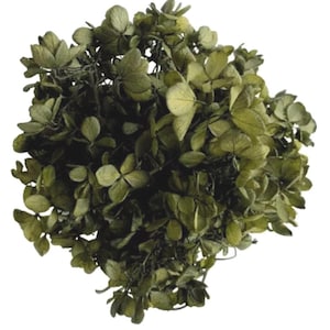 Konservierte Peegee-Hortensie in einzigartiger Basil Green Farbe. Hochwertige Wohnkultur Blumen, DIY Blumenschmuck