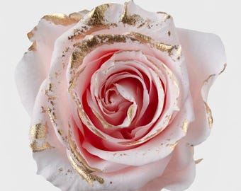 Cabezas de rosas preservadas Lzumi Luxe de primera calidad: rosa nupcial con pétalos con puntas doradas, importadas de Japón.