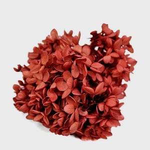 Preserved Peegee Hydrangea Heads  in unique Natural Pink Color. High Quality Home Decor Flowers, DIY Floral Arrangemento