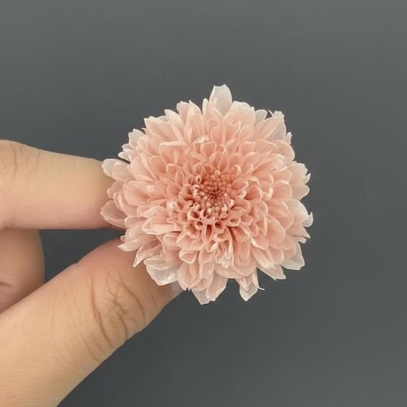 Konservierte Kogiku Mum Blumenköpfe: Seidige rosa Chrysantheme, DIY Blumenkunst
