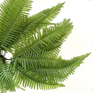 Può includere: Primo piano di fronde di felce verde brillante con motivi di foglie dettagliati. Le foglie hanno un aspetto strutturato e sono disposte per creare un aspetto naturale e completo. Ideale per aggiungere un tocco di natura all'arredamento della casa o ai progetti di artigianato.