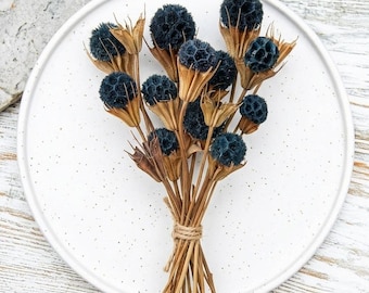 Fiore di amaranto globoso essiccato su stelo di nigella "artificiale". Composizioni fai da te, decorazione per vaso da tavolo, bouquet di fiori.