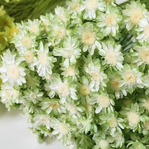 White-Green two-tone Star Flower Blossom. Dried Wholesale foliage  DIY Floral Vase Arrangement, DIY Home Decor.