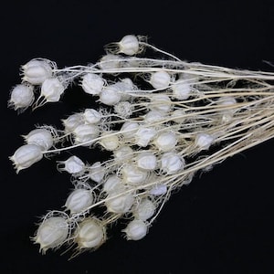 Fleurs séchées « Bubble Nigella Blanc cassé, Feuillage en gros, Bouquet de fleurs séchées, Remplissage de vase, Composition florale DIY, Décoration de table