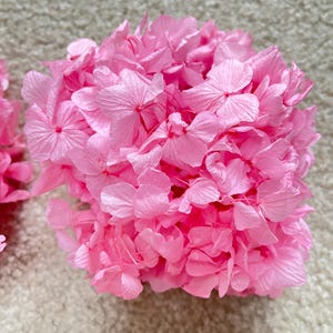 Preserved Yume Hydrangea with large petals in unique Pink Color. High Quality Home Decor Flowers, DIY Floral Arrangement