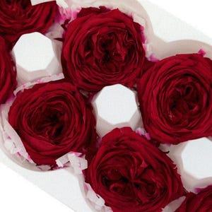 Japanese Garden Rose Temari in Queen Red Large Preserved Rose Fleurs, Perfect as DIY Floral Arrangements, Rose Gift.