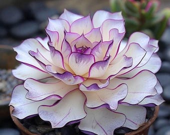 300+ Mixed Hosta Seeds for Shade Garden | Perennial Outdoor Planting