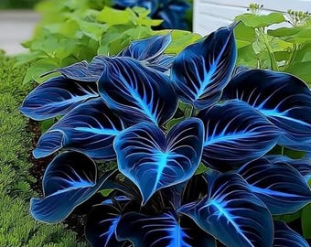 300+ Mixed Hosta Seeds for Shade Garden | Perennial Outdoor Planting