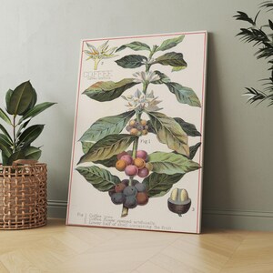 Coffee Plant Poster - Etsy