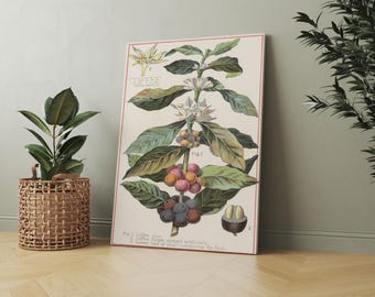 Vintage kaffeplantaffisch: Botanisk köksväggkonst