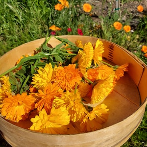 Calendula Seeds - Min 50 per pack Heirloom, Non-GMO, Organic, Jadam, Garden, Flowers, Orange, Yellow