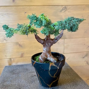 May include: A small, green, moss-covered bonsai tree in a black and gold pot. The tree has a unique, twisted trunk and branches.