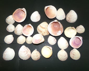 May include: A collection of 20 small, white, pink, and purple seashells. The shells are arranged in a random pattern on a black surface.