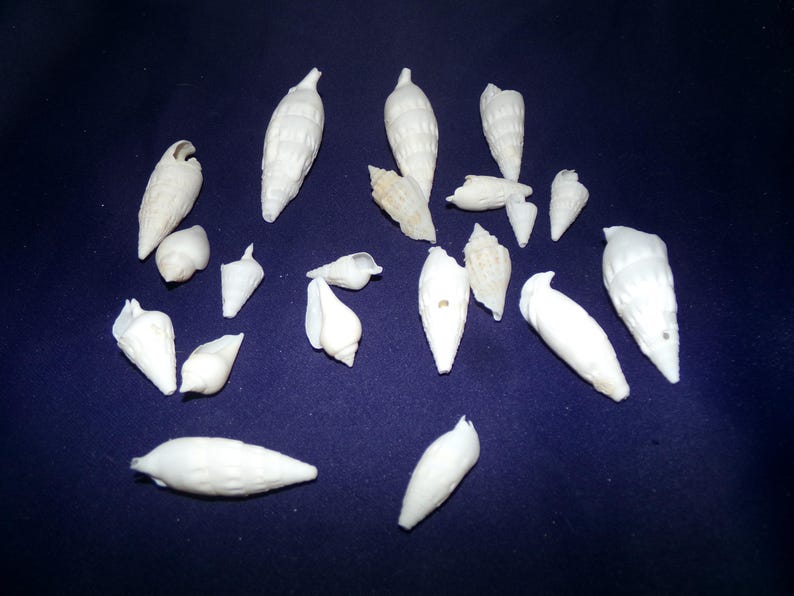 Shell Creeper Shelless 20 Pieces of Natural Snow White Creeper Snail Shells, 1