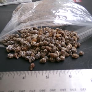 May include: A close-up of a plastic bag filled with small, brown and white seeds. The seeds are scattered on a black surface next to a ruler.