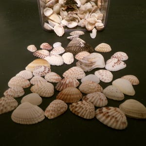 May include: A collection of seashells in various shades of brown, white, and beige. The shells are arranged in a triangular shape on a dark green surface.