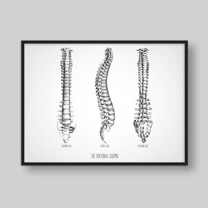 The Vertebral Column | Chiropractic Poster