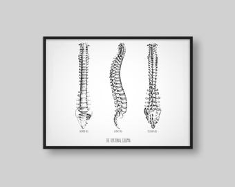 The Vertebral Column | Chiropractic Poster
