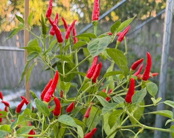 Piri Piri (Bird's Eye) Chili Pepper Seeds, 10+