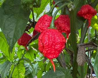 Carolina Reaper Pepper Seeds, 12+