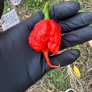 Carolina Reaper Pepper Seeds, 15+