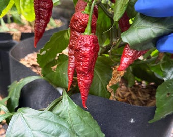 Leviathan Gnarly Scorpion Pepper Premium Seeds, 12+