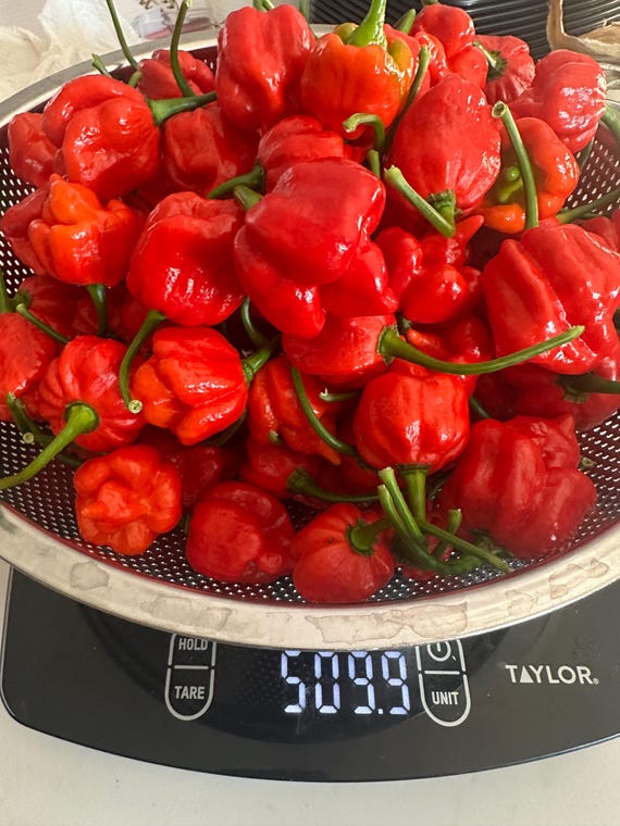 Trinidad Moruga Scorpion Pepper Seeds, 12+