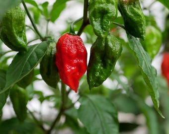 Ghost Pepper (Bhut Jolokia) Pepper Seeds, 12+