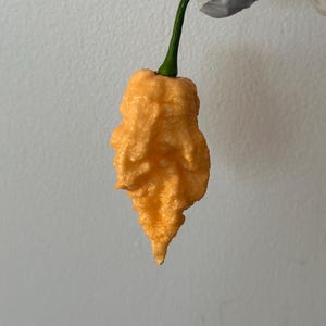 Reaper Peach Ghost (RPG) Pepper Seeds, 15+