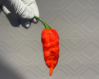 Dorset Naga seeds, 12+ seeds