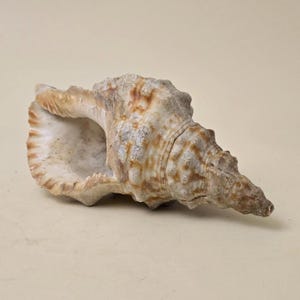 Vintage Large Natural Conch Shell – Coastal Decor, Beach House Accent, Nautical Shell, Seashell Centerpiece, Ocean-Inspired Decor, Boho