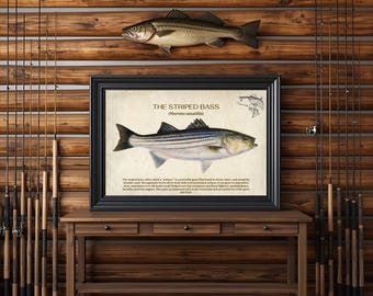 Lámina artística de lubina rayada: Póster de pesca estilo vintage (descarga digital)