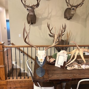 May include: A bleached deer skull with large antlers mounted on a dark gray stand, positioned on a wooden table. In the background, three taxidermy deer heads are mounted on a beige wall above a wooden staircase with black metal railings.