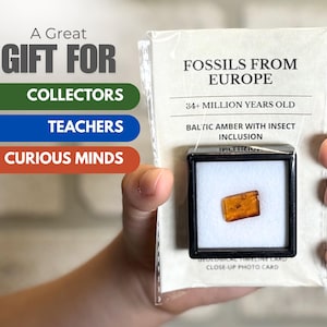Authentic Baltic Amber Fossil with Insect Inclusion | Genuine European Fossil Specimen with Certificate of Authenticity