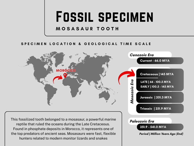 Mosasaurus Tooth Fossil | 70 Million Year Old Marine Reptile With ...