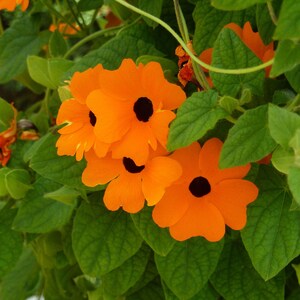 Black Eyed Susan, Thunbergia alata