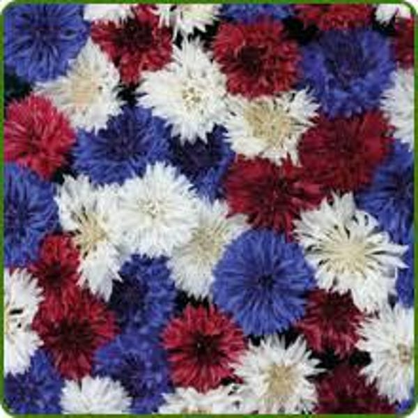 Centaurea Cyanus, Bachelor Button Fireworks Seeds