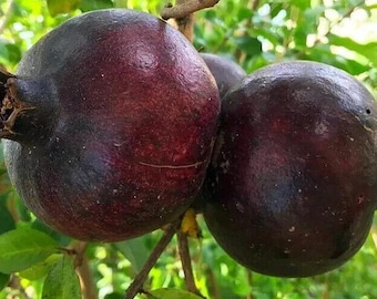 Melograni neri Punica Granatum Preta 10 freschi