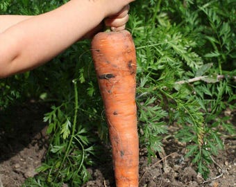 150 nasion MARCHEW GIANT MARCHEW - „Organic Fresh Seeds”