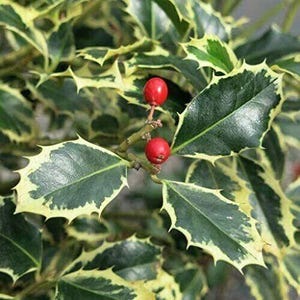 Può includere: Primo piano di una pianta di agrifoglio con foglie verde scuro bordate di giallo e bacche rosse. Le foglie hanno una consistenza lucida e bordi appuntiti. Le bacche sono piccole, rotonde e di un rosso vibrante. Pianta decorativa popolare.