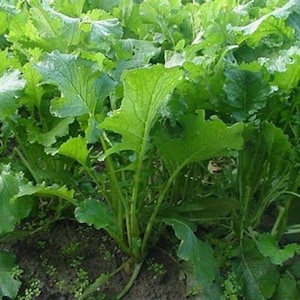 200 KOPFLOSE BLATTRübensamen „Frische und Bio-Samen“