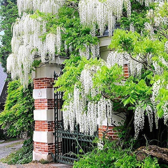 amethyst falls american wisteria Buy American Wisteria at your local garden center! – American Beauties  Native Plants main image 0