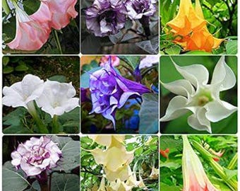50 Zaden - Brugmansia Datura in Mix "Engelstrompete Brugmansia suaveolens Verse Zaden