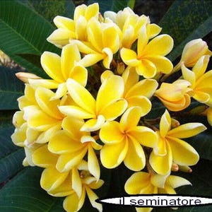 Può includere: Un gruppo di fiori di frangipane gialli con centri bianchi. I fiori sono disposti a forma di bouquet e hanno un aspetto delicato e tropicale.