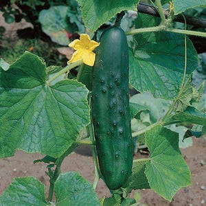 Può includere: Un cetriolo verde con protuberanze verde scuro che cresce su una vite con grandi foglie verdi e un fiore giallo.